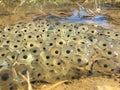 Frog eggs in a puddle Royalty Free Stock Photo