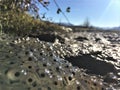 Frog eggs in a puddle Royalty Free Stock Photo