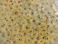 Frog Eggs Royalty Free Stock Photo