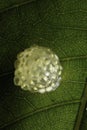 Frog eggs tadpoles under leaf in rainforest Royalty Free Stock Photo