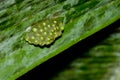 Frog eggs under a leaf