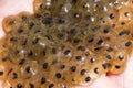 frog eggs in water Royalty Free Stock Photo