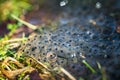 Frog eggs on water surface Royalty Free Stock Photo
