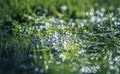 Frog eggs on water surface Royalty Free Stock Photo