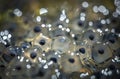 Frog eggs on water surface Royalty Free Stock Photo