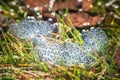 Frog eggs on water surface