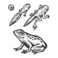 Frog embryo and tadpole animal engraving vector