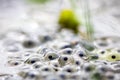 Frog eggs,Common frog eggs Royalty Free Stock Photo