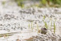 Common Frog (rana temporaria)with eggs Royalty Free Stock Photo