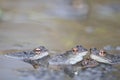 Frog,european toad,rana temporaria in early spring during mating,bufo bufo Royalty Free Stock Photo