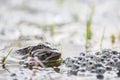 Common Frog (rana temporaria)with eggs Royalty Free Stock Photo