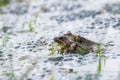 Frog,european toad,rana temporaria in early spring during mating,bufo bufo Royalty Free Stock Photo