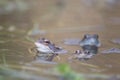 Common Frog (rana temporaria) Royalty Free Stock Photo