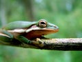 Frog in the Everglades Royalty Free Stock Photo