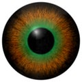 Frog eye 3d texture, animal eye Royalty Free Stock Photo