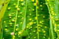 Frog-eye leaf spot diseases on leaves of Suicide tree