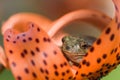 Frog eye macro Royalty Free Stock Photo