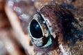 Frog eye macro Royalty Free Stock Photo