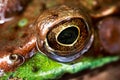 Frog Eye Macro Royalty Free Stock Photo
