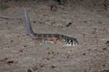 Frog-eyed Gecko, Teratoscincus scincus, Southern Kazakhstan