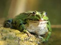 Frog Royalty Free Stock Photo