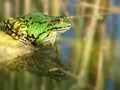 Frog Royalty Free Stock Photo