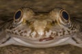 Smiling Frog Face Royalty Free Stock Photo