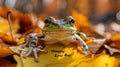 A frog on a fallen leaf says \