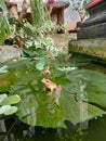 Frog Family in a Pond