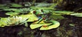 Frog family sitting on a lily pad with baby on back. Leadership, protection, security , family concept.