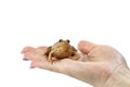 Frog on a female hand close up, spouse search concept, place for text, copy space