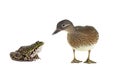 Frog and female mandarin duck isolated on white Royalty Free Stock Photo