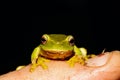 Frog on finger Royalty Free Stock Photo