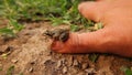 Frog on the finger `s exotic veterinarian. Caucasian Brown frog