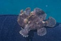 Frog fish Royalty Free Stock Photo