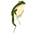 Frog flat illustration