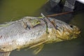 Frog on a floating dead carp