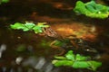 Frog floating at garden pool Royalty Free Stock Photo