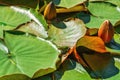 Frog on the floating lily pads