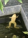 A frog floating in the pond. Royalty Free Stock Photo