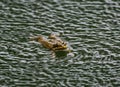 Frog floating on the surface of water Royalty Free Stock Photo