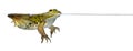 Frog floating in water against white background Royalty Free Stock Photo