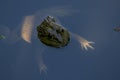 Frog floating in water Be amphibian Royalty Free Stock Photo