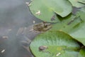 A frog floats and camouflages near a lotus leaf.