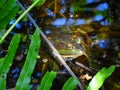 A Florida frog Royalty Free Stock Photo