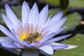 Frog in flower