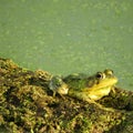 Bullfrog on a pond floating log with fly on eye