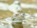 Frog in the forest pond Royalty Free Stock Photo