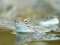 Frog in the forest pond in spring
