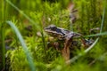 Frog in the forest. Princess Frog